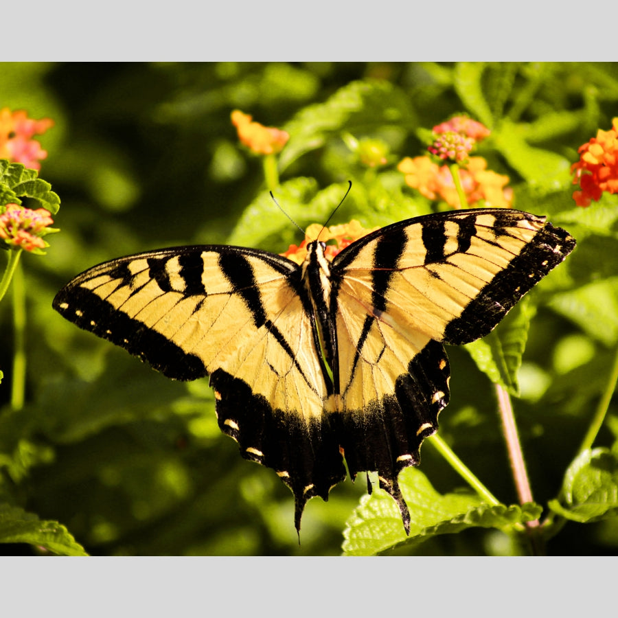 Yellow Butterfly, wooden puzzle, 328 pcs