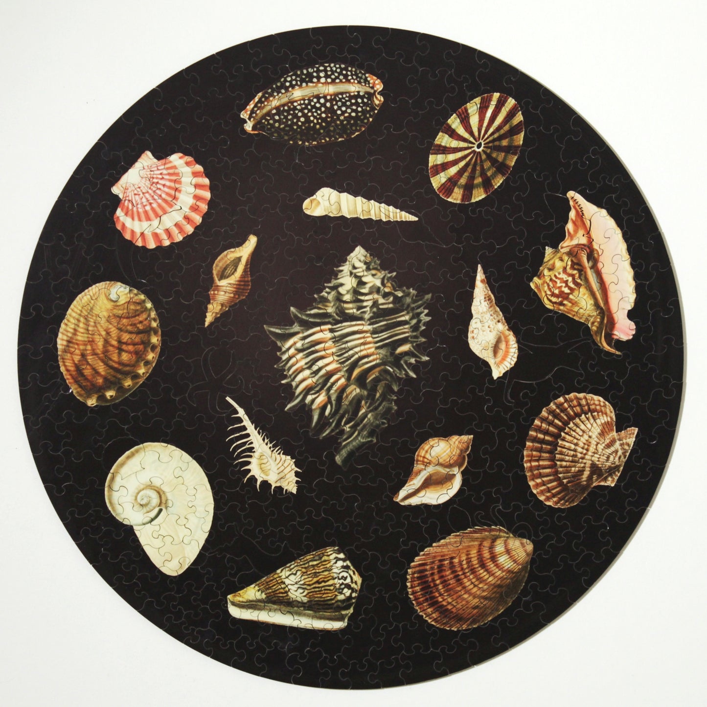 Shells, wooden puzzle, 358 pcs