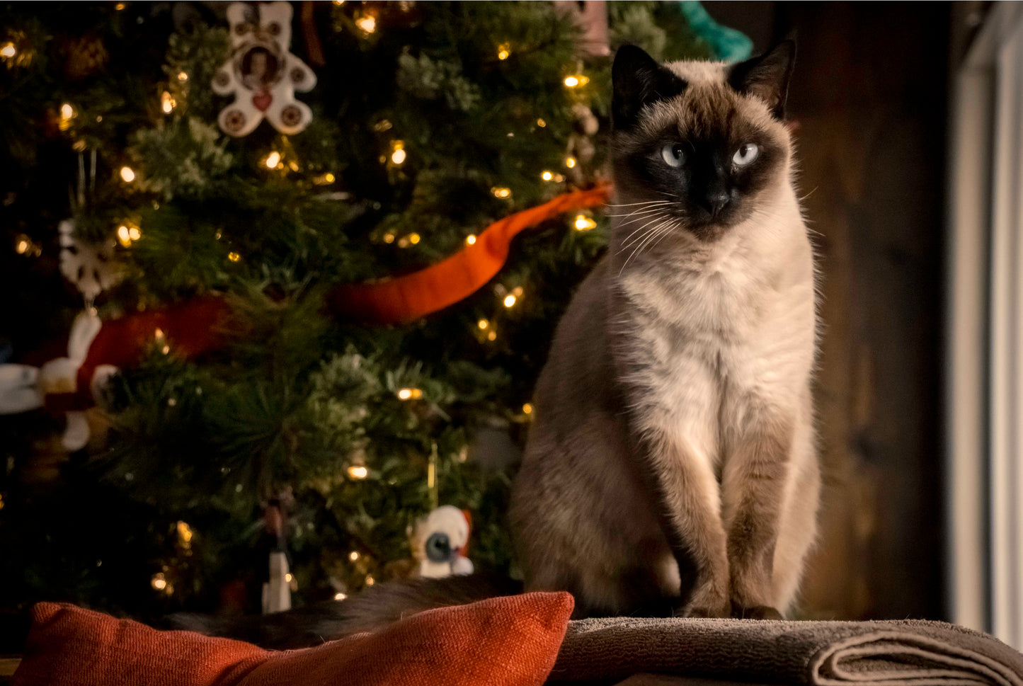 A Christmas Cat, wooden puzzle, 629 pcs