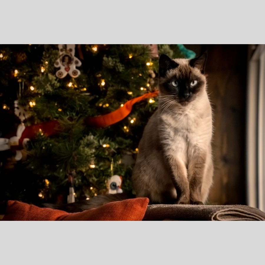 A Christmas Cat, wooden puzzle, 629 pcs